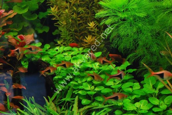 Lobelia cardinalis ADET