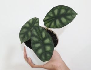 Alocasia baginda \'\'Dragon Scale\'\' Kurniawan & P.C.Boyce ÖN SİPARİŞ