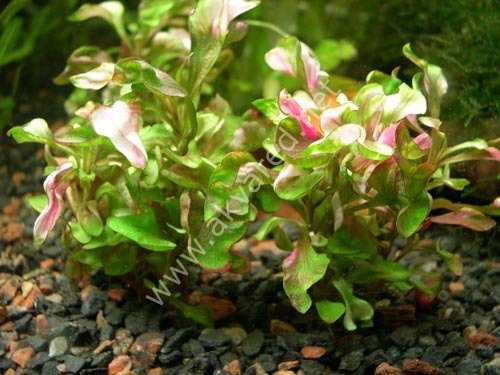 Alternanthera bettzickiana green İTHAL BUKET