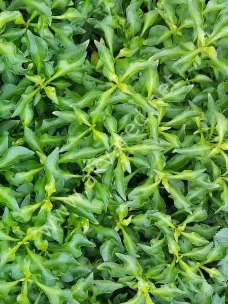 Alternanthera bettzickiana green İTHAL BUKET