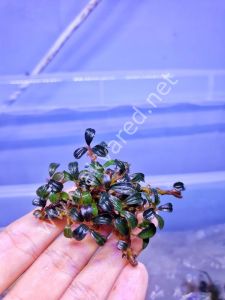 Bucephalandra phantom ADET