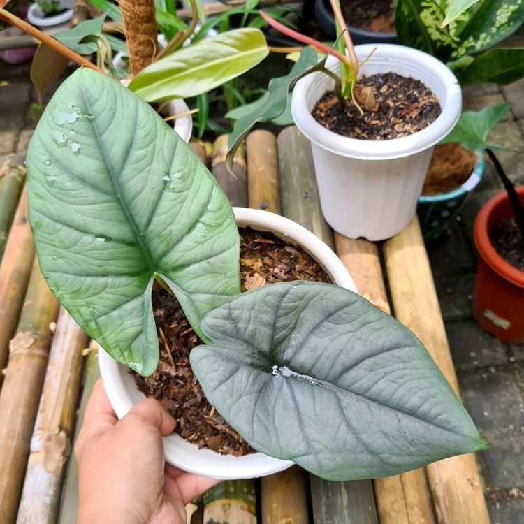 Alocasia Bisma (A. longiloba ‘Watsoniana’ x A. sanderiana ) ÖN SİPARİŞ