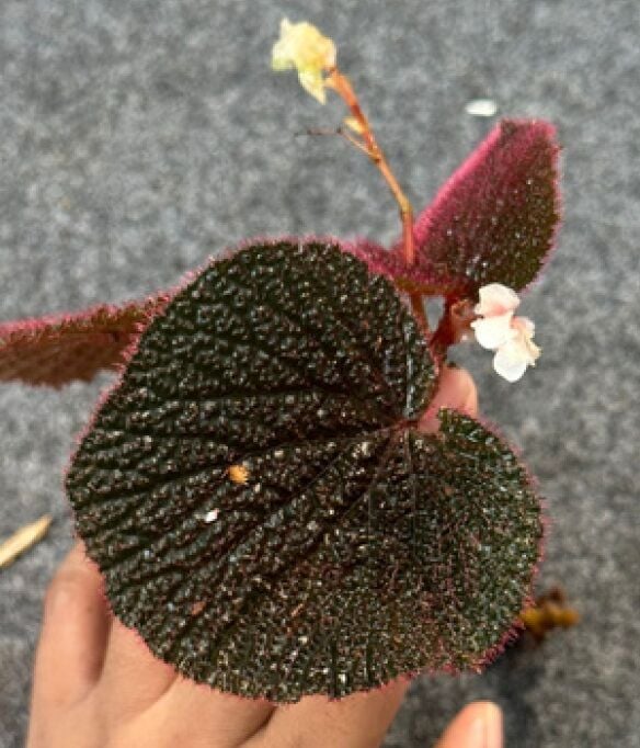 Begonia sp. Red Blue ÖN SİPARİŞ