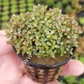 Rotala H\'ra SAKSI