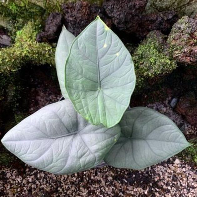Alocasia chaii P.C. Boyce ÖN SİPARİŞ