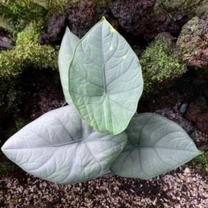 Alocasia chaii P.C. Boyce ÖN SİPARİŞ