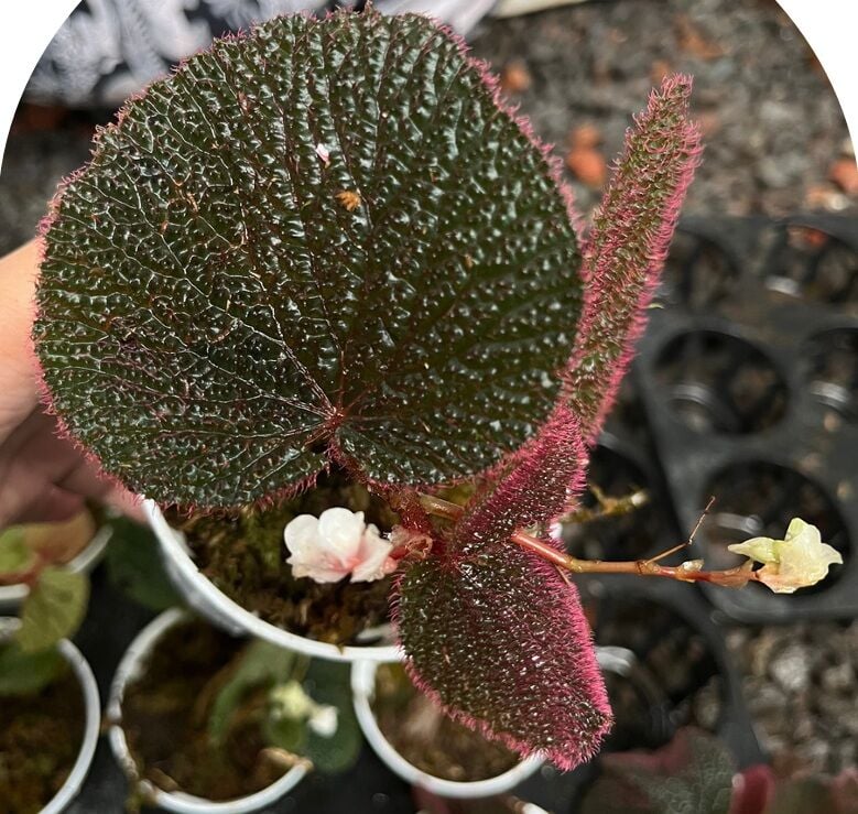 Begonia sp. Pink ÖN SİPARİŞ
