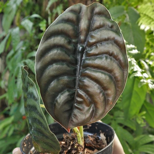Alocasia cupprea K.Koch ÖN SİPARİŞ