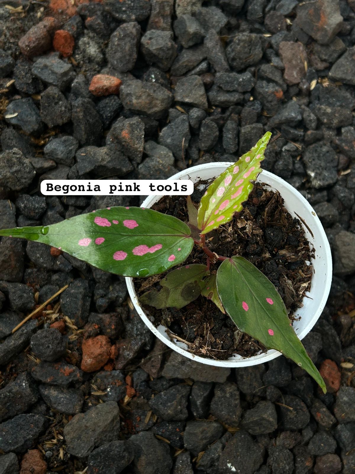 Begonia sp. Pink Tools ÖN SİPARİŞ
