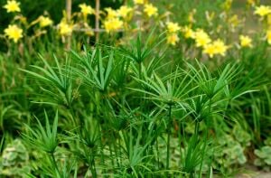 Cyperus papyrus İTHAL BUKET