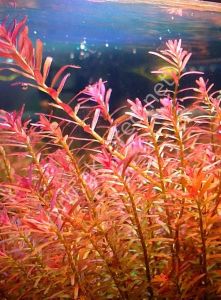 Rotala H\'ra İTHAL BUKET