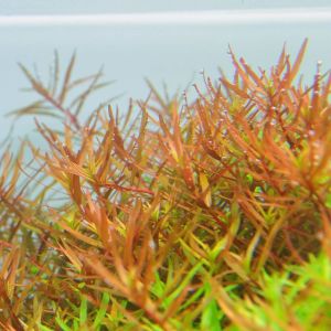 Rotala H\'ra İTHAL BUKET