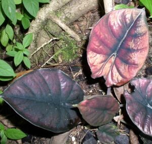 Alocasia infernalis P.C.Boyce ÖN SİPARİŞ
