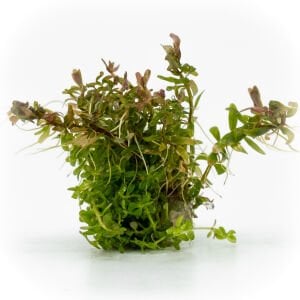 Rotala H'ra EXVITRO
