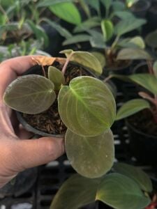 Homalomena lingga ÖN SİPARİŞ