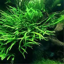 Microsorum black forest (hardy) SAKSI