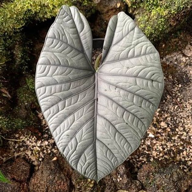 Alocasia nebula A.Hay. ÖN SİPARİŞ