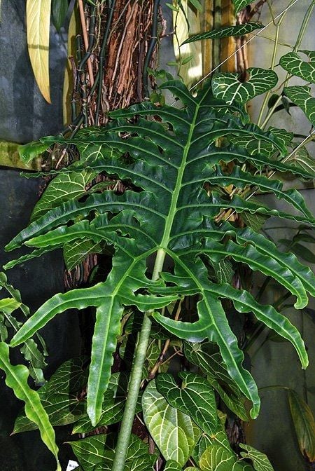 Alocasia porte Schott. ÖN SİPARİŞ