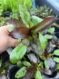 Echinodorus fancy twist Premium POT