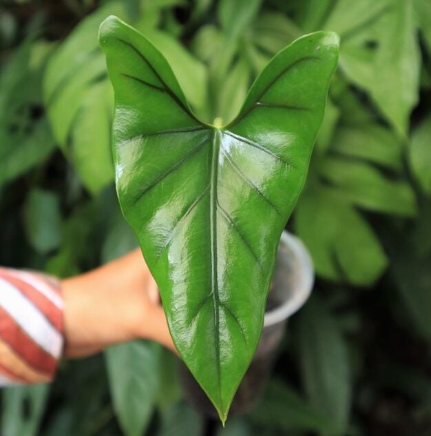 Alocasia princeps W. Bull = Alocasia porphyroneura Hallier f. ÖN SİPARİŞ