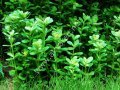 Rotala indica green ADET