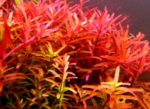 Rotala indica red SAKSI