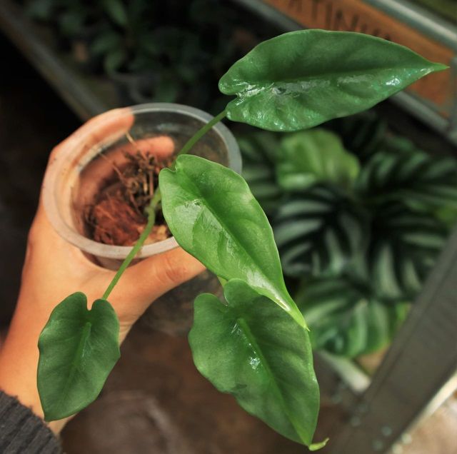 Alocasia reversa N.E.Br ÖN SİPARİŞ