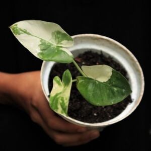 Alocasia sp. Sente Variegated ÖN SİPARİŞ