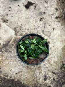 Anubias minima clump ADET - ÖN SİPARİŞ