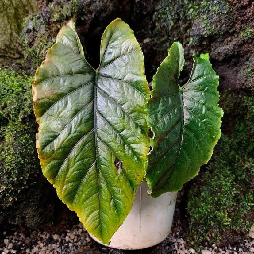 Alocasia sp. Antoro Velvet ÖN SİPARİŞ