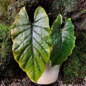 Alocasia sp. Antoro Velvet ÖN SİPARİŞ