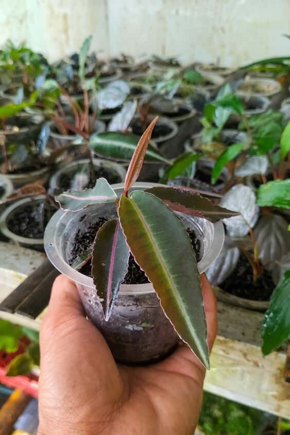 Labisia pumila ÖN SİPARİŞ