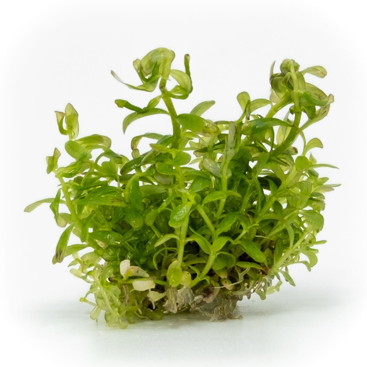 Rotala indica red EXVITRO