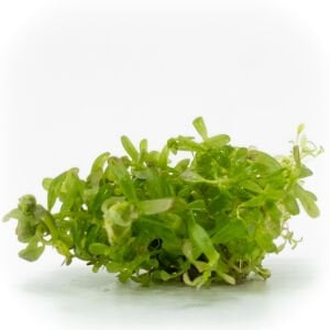 Rotala indica red EXVITRO