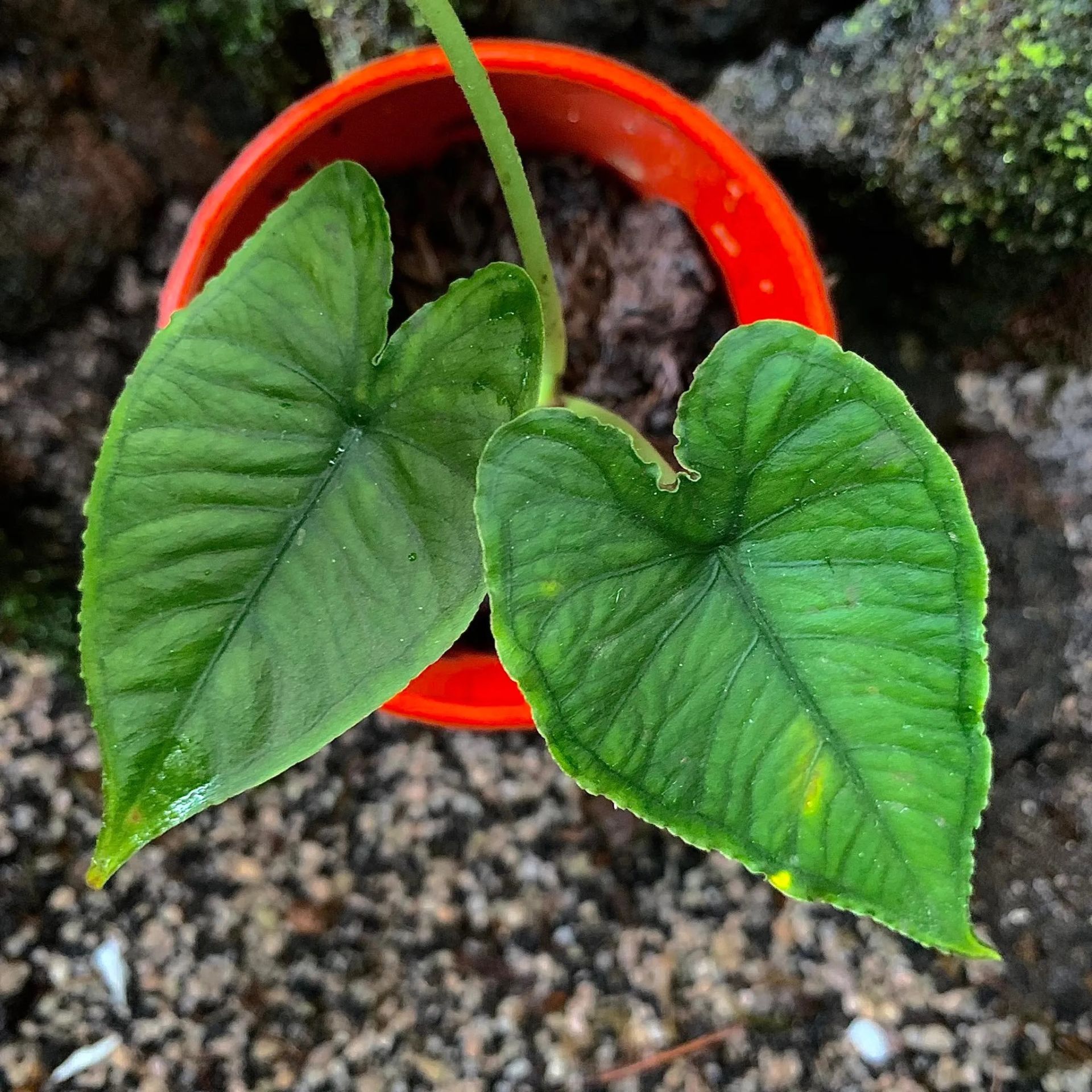 Alocasia sp. olanii ÖN SİPARİŞ