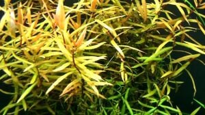 Ammannia gracilis EXVITRO