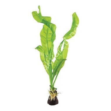 Aponogeton ulvaceus (Yumru) ADET