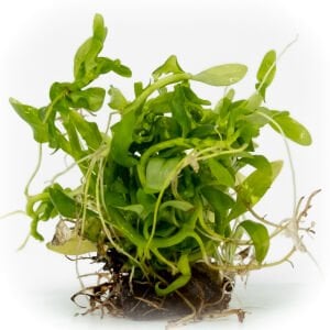 Ammannia gracilis EXVITRO