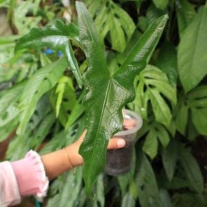 Alocasia sp. Sabrina ÖN SİPARİŞ
