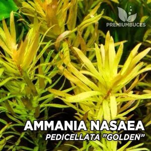 Ammannia pedicellata golden EXVITRO
