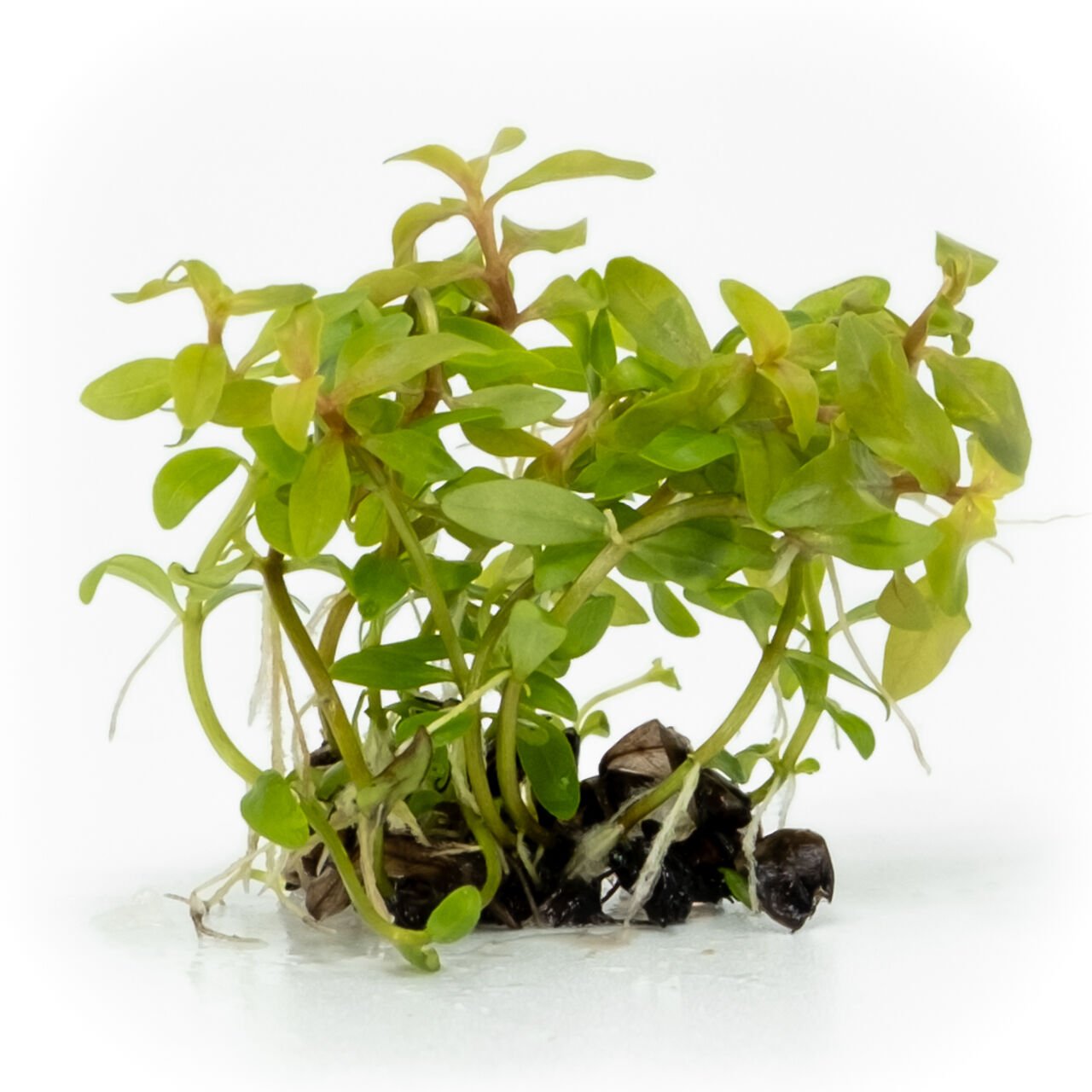 Ammannia pedicellata golden EXVITRO