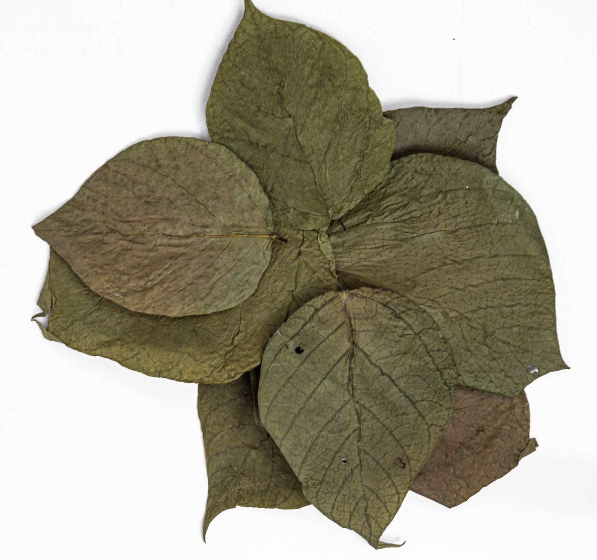 King Dadap / Hint Mercan Ağacı Yaprağı 10'lu Paket 7-13 cm
