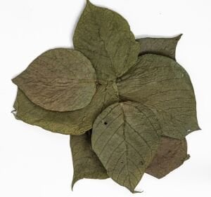 King Dadap / Hint Mercan Ağacı Yaprağı 10'lu Paket 7-13 cm