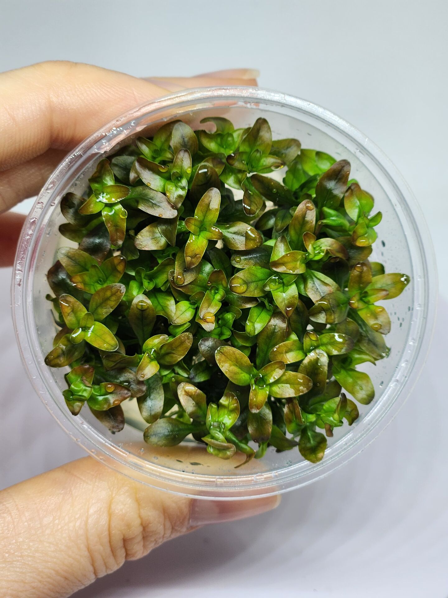 Rotala ramosoir SUNSET IN VITRO CUP
