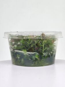 Rotala ramosoir SUNSET IN VITRO CUP