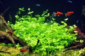 Bacopa australis EXVITRO