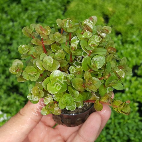 Rotala macrandra İTHAL BUKET