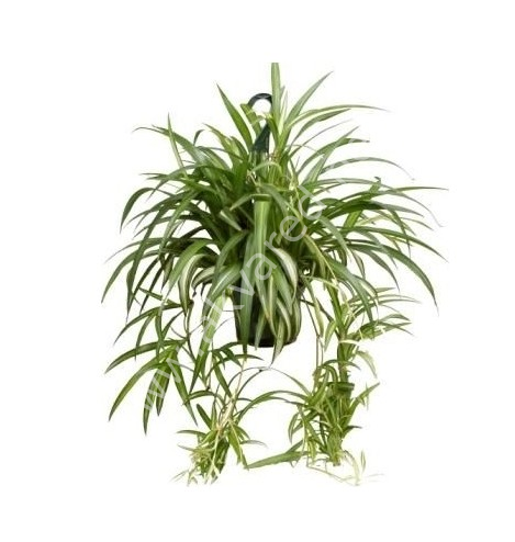 Chlorophytum comosum 'Bonnie (Kıvırcık Dua Çiçeği) İTHAL BUKET