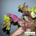 Rotala macrandra EXVITRO
