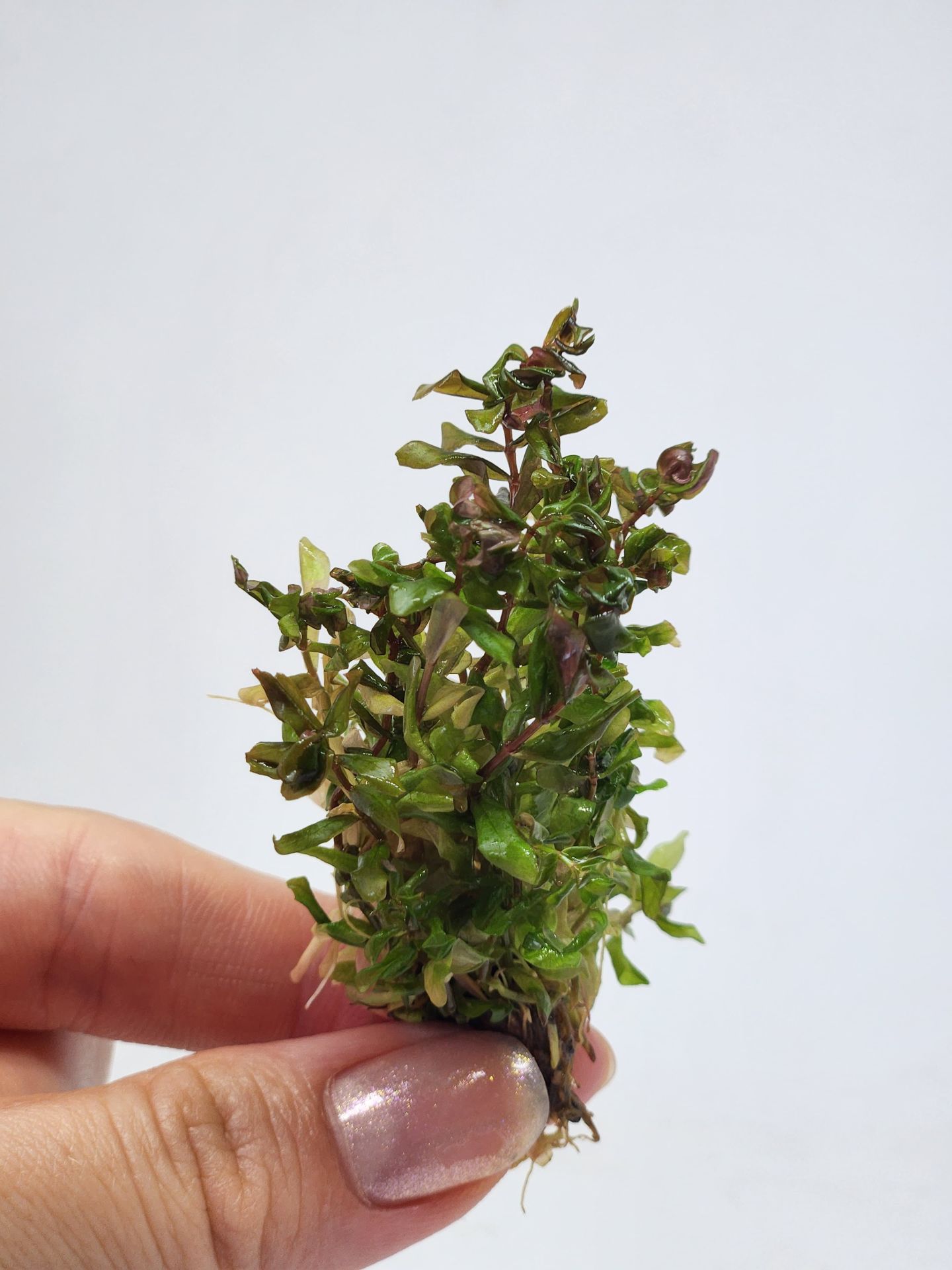 Rotala macrandra EXVITRO